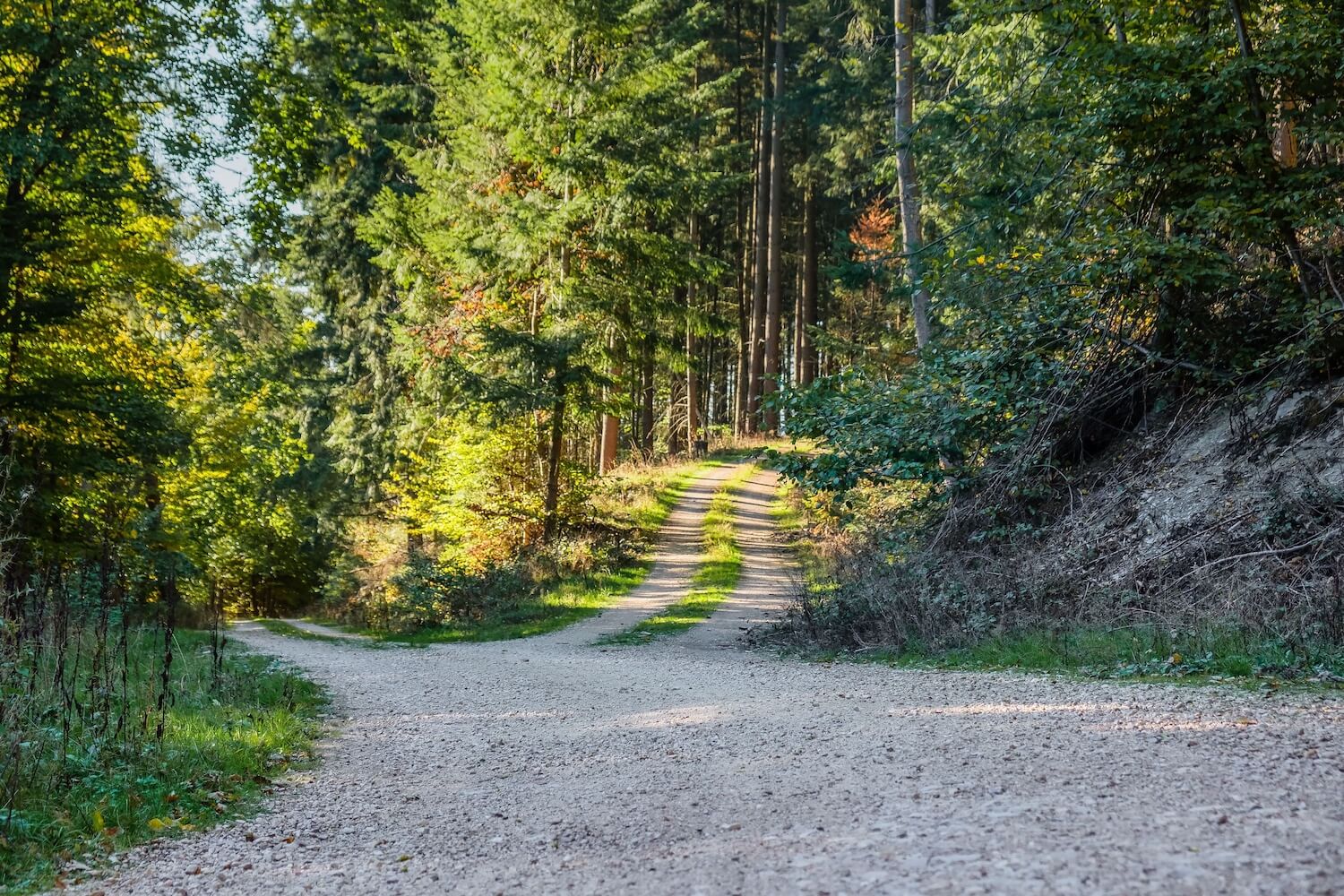 A gravel forest path splitting into two directions